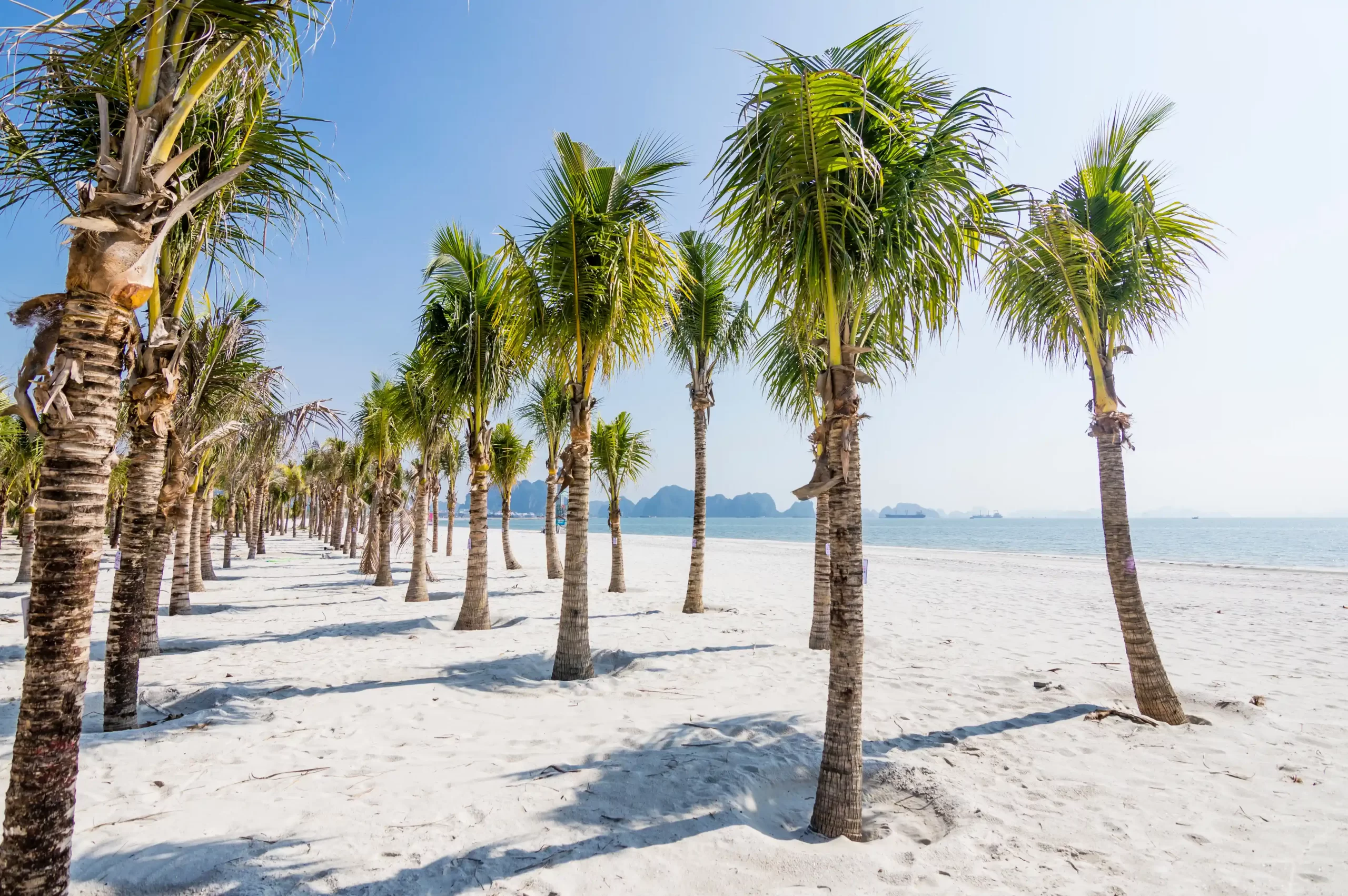 Ha-Long-Bay-Palm-Trees