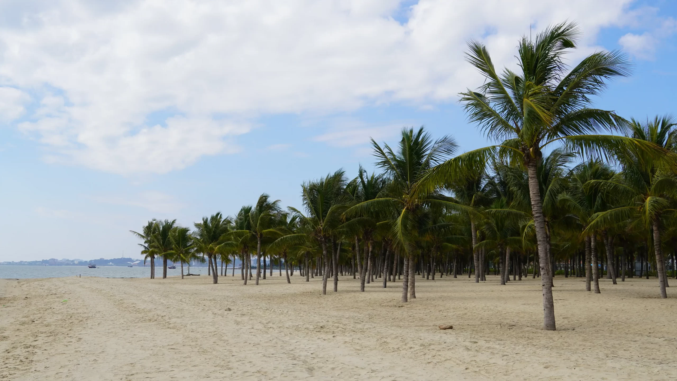 Bai-Chay-Palm-Trees